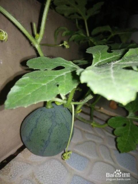 种的瓜怎么吃,从种植到餐桌的华丽蜕变