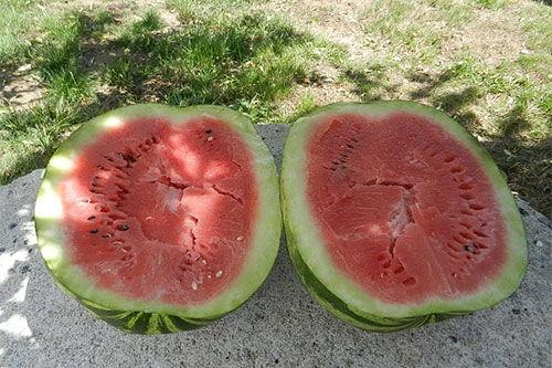 梦见五人吃瓜,五人共享瓜果的神秘寓言