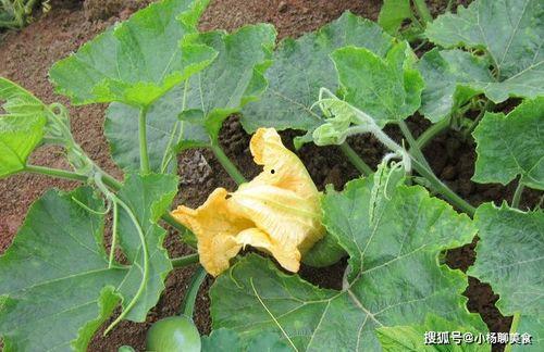 花田月下吃瓜,一场别开生面的吃瓜盛宴