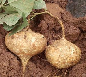 土耳瓜和红薯能一起吃吗,土瓜与红薯同食的适宜性探讨