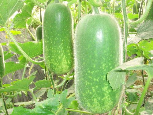 司瓜怎么吃,解锁美味新体验