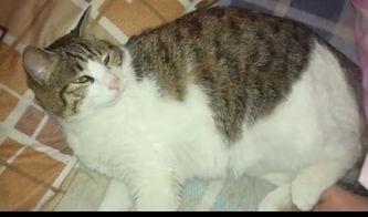 猫吃瓜的视频,猫咪吃瓜视频大盘点