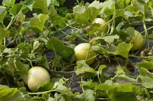 七道湾吃瓜,夏日消暑美食之旅