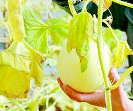 梦到摘瓜吃很甜,揭秘摘瓜吃甜的梦境寓意