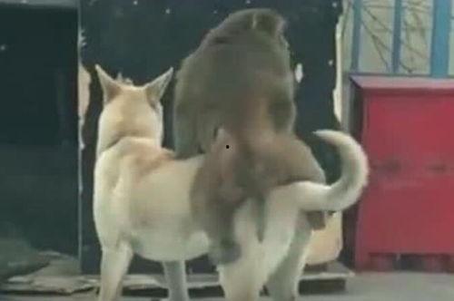 吃瓜视频狗,揭秘娱乐圈幕后故事