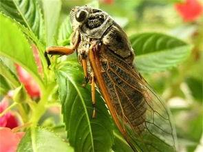 吃瓜大队和知了,夏日炎炎，趣味盎然