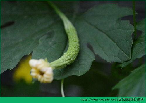 术后可以吃凉瓜吗,凉瓜在恢复期的适宜与否