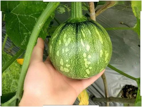 今日吃瓜重庆话