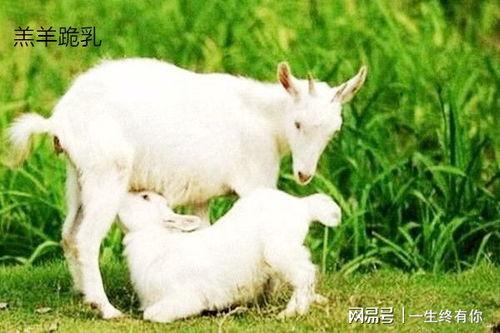 甜妹小羊吃瓜,甜妹小羊的瓜田奇遇记