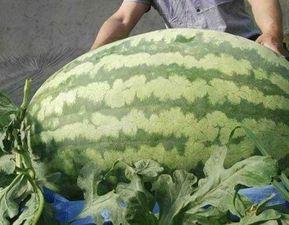 张衡学校吃瓜比赛,一场别开生面的吃瓜大赛盛况