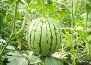 瓜州西瓜免费吃,免费品尝甜蜜诱惑