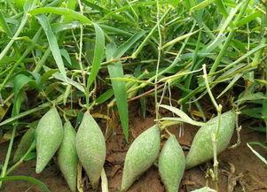 吃地梢瓜,探寻民间美味与养生之道