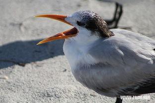 梦见别人拿着白瓜吃,揭秘白瓜梦境的神秘寓意