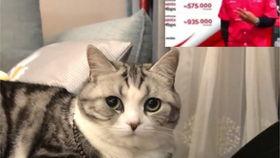 吃货主播防水瓜,吃货主播的美食探险之旅