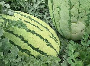 吃瓜群众库尔勒的瓜,揭秘吃瓜群众心中的瓜界传奇