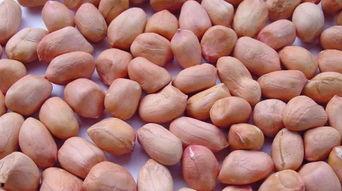 孕妇梦见吃花生瓜