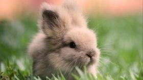 吃瓜兔兔1104,揭秘网络红人的崛起之路