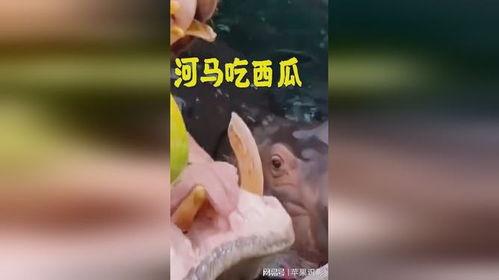 吃瓜解压吗,轻松愉悦的生活小技巧