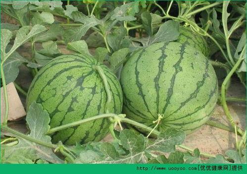 吃瓜生疮,揭秘瓜果食用不当引发的皮肤问题